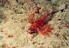 Velidhu - 2013_03_13 - IMG_0684rf_Laffe cornu ou poisson diale ou pterois a antennes - Pterois antennata_Kudafaru thila_Plongee nuit